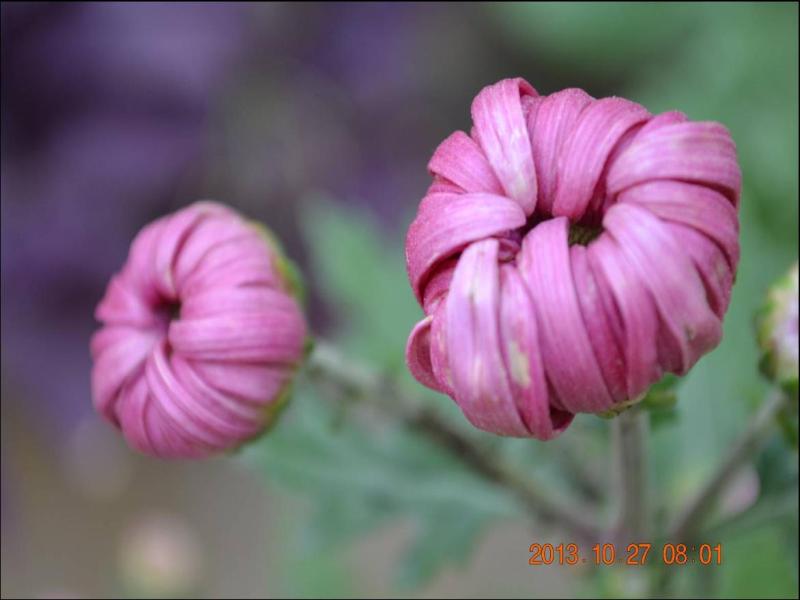 【摄影】含苞待放